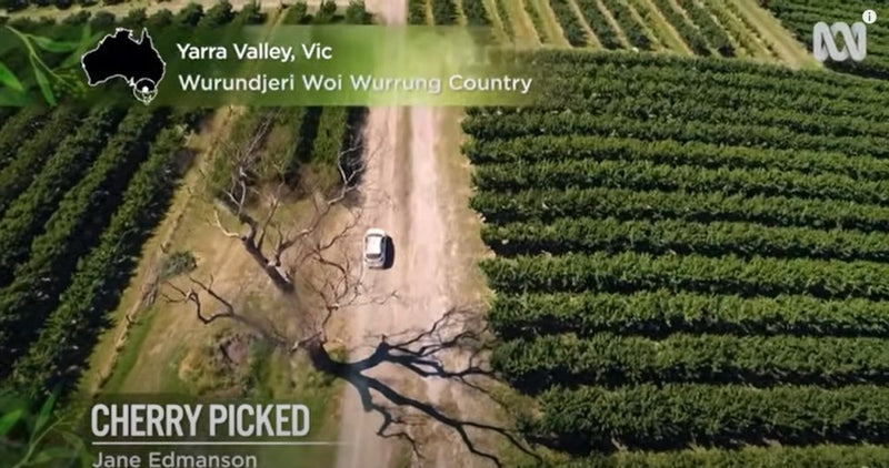 YARRA VALLEY CHERRIES ON ABC GARDENING AUSTRALIA