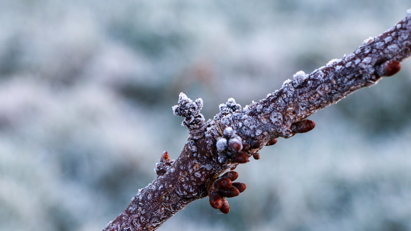 Winter is Ending, Spring is Approaching