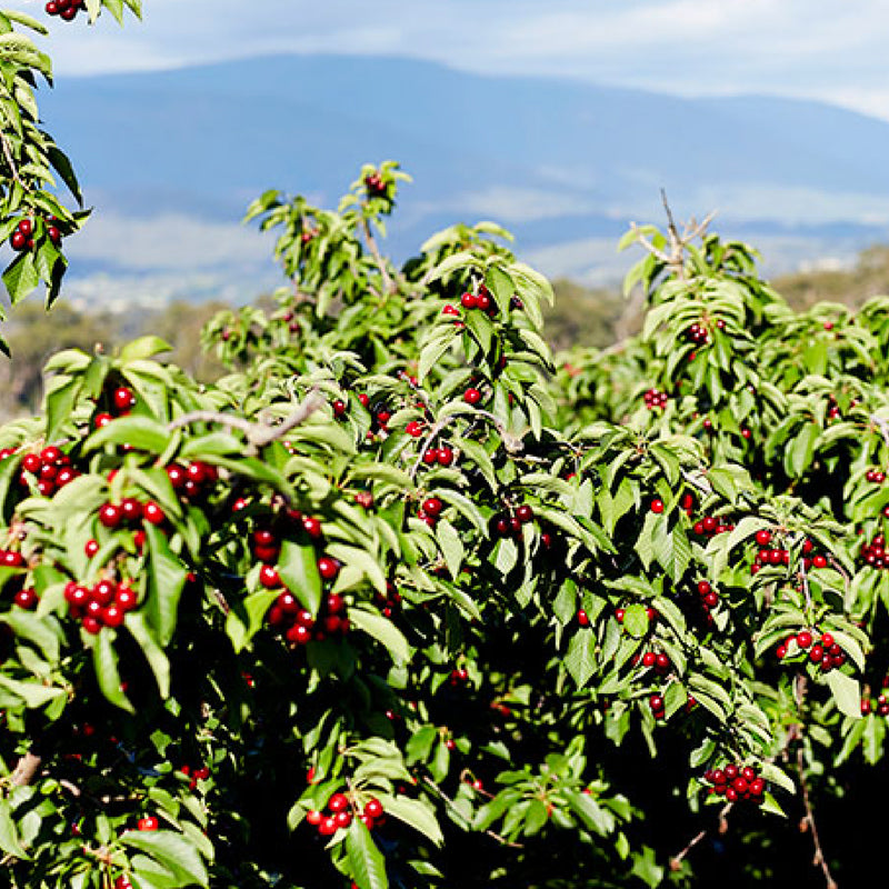 7 HEALTH BENEFITS OF CHERRIES