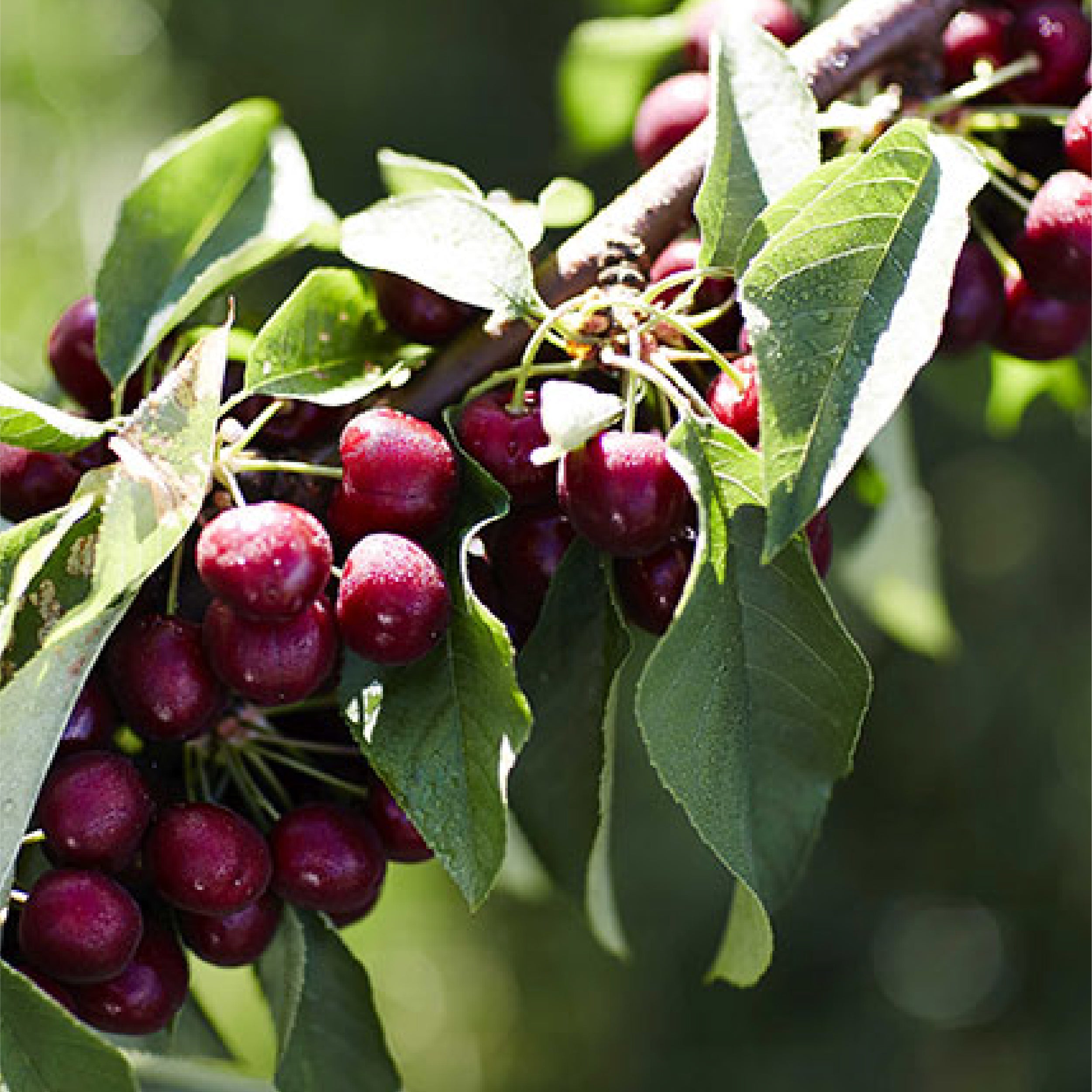 Cherry Fruit Benefits for Hair That'll Surprise You - HK Vitals