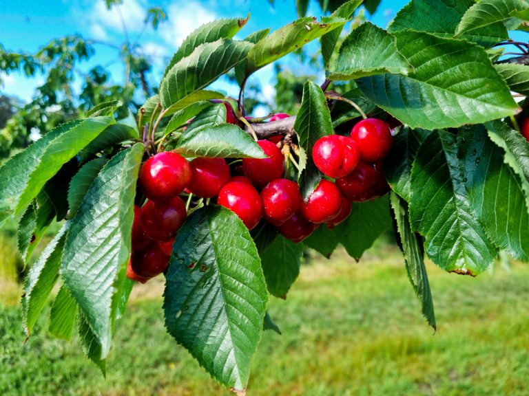 HOW WE PICK THE BEST QUALITY CHERRIES FOR YOU