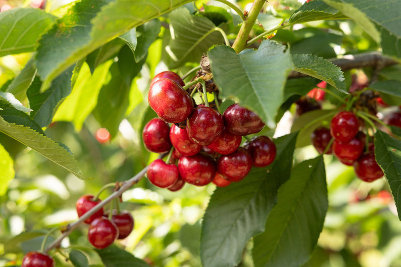 10 Fun Facts About Cherries