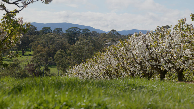 TAKE A ROAD TRIP AND SUPPORT SMALL BUSINESSES IN THE UPPER YARRA VALLEY